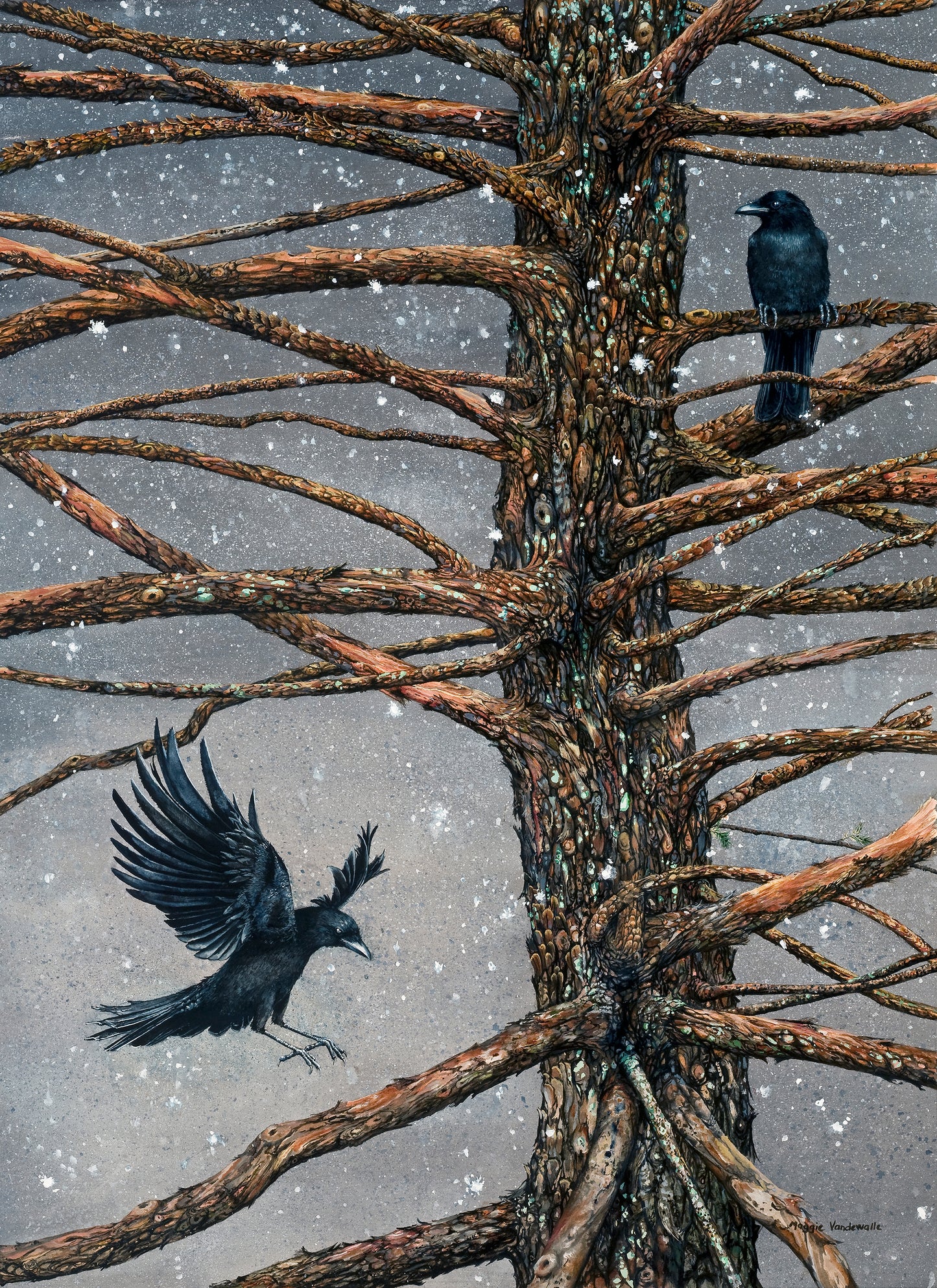 Corvus Corvidae and the Cedar